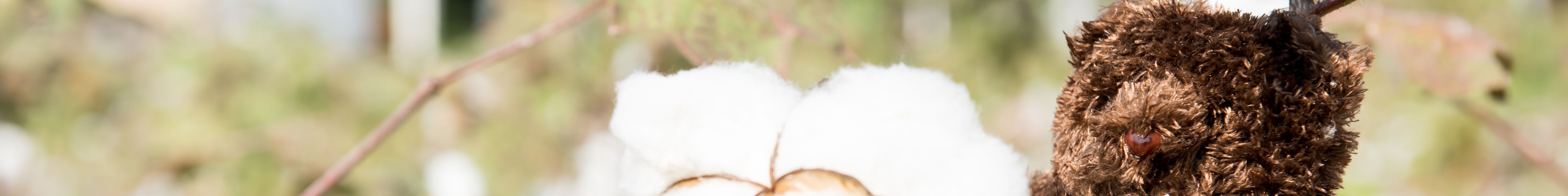 Borg / teddy Borg / teddy